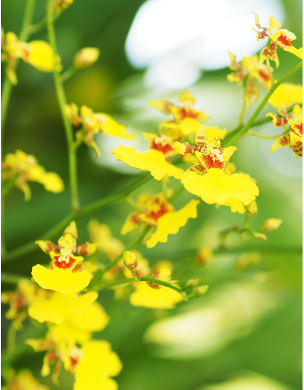 Oncidium Dancing Lady