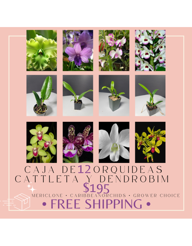 Buy more and save more Caribbean Orchids