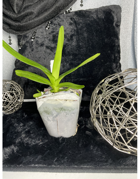 Aerides lawrenceae x sib