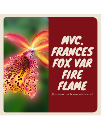 Mvc. Frances Fox Var Fire...