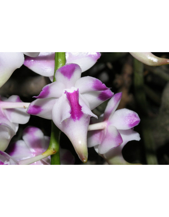 Aerides lawrenceae x sib