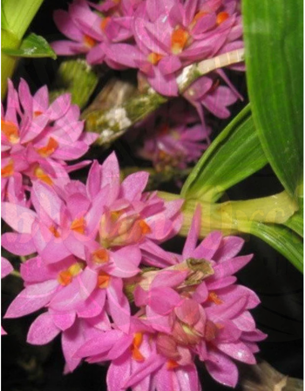 Den.bracteosun x sib ‘Little Eve’ x ‘Pink’ (3.5” pot)