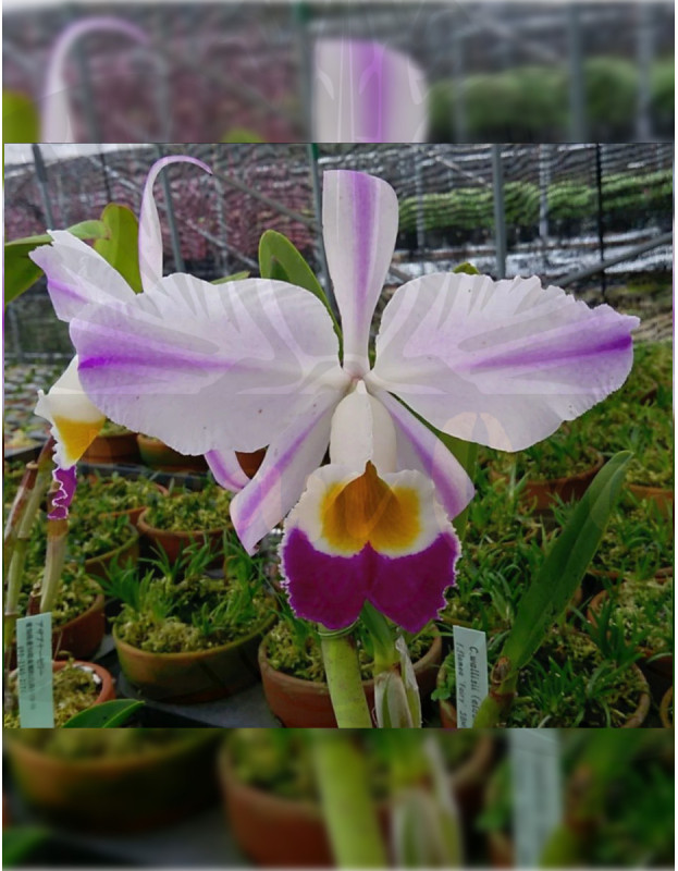 C. eldorado semi-alba flamea 'Fairy'