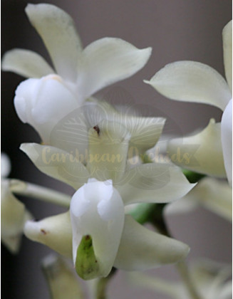 Aerides odorata var. alba