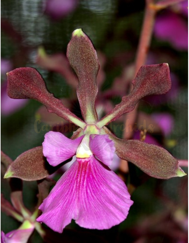 Encyclia rioclarense