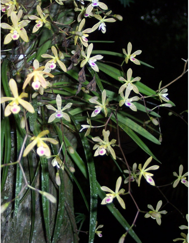 Encyclia tampesis v. alba x self