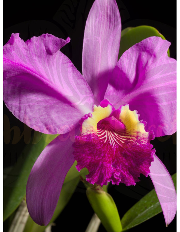 C. lueddemanniana x sib ('Eve' x 'New Year')