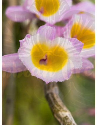 Dendrobium primulinum