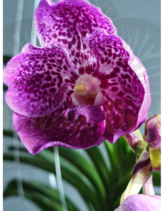 Vanda Dr. Anek x Kultana Blue