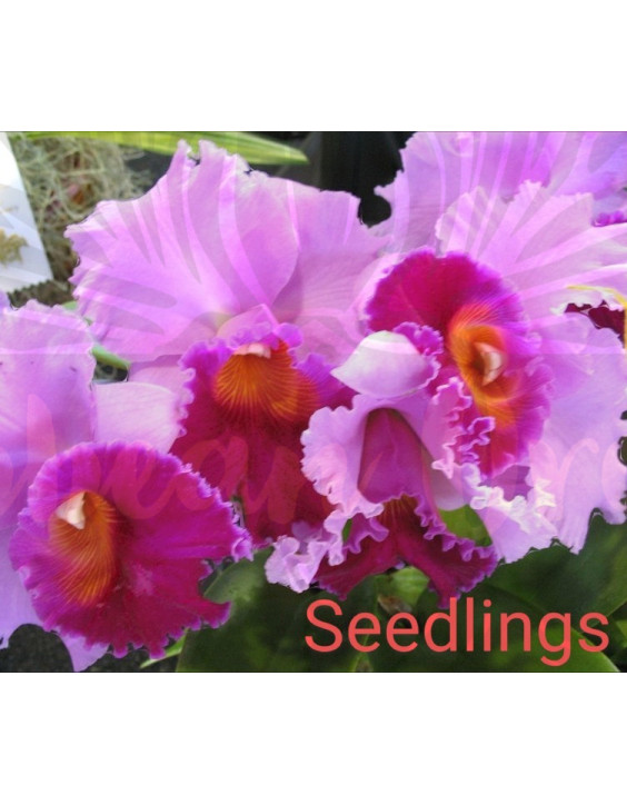 Blc.Bonanza Queen "Panamint"