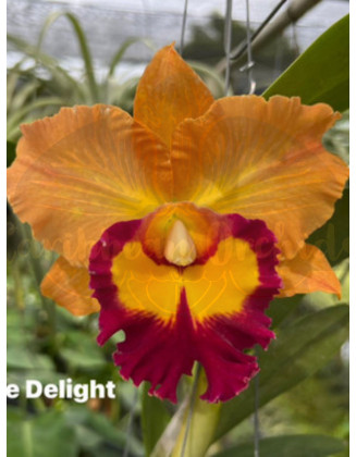 Rlc.Double Delight