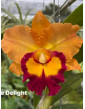 Rlc.Double Delight