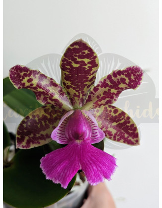 Cattleya Peckaviensis