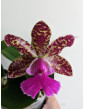 Cattleya Peckaviensis