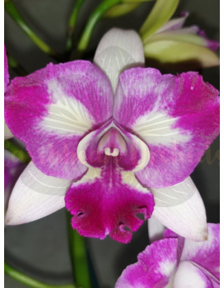 Laeliocattleya Dr. Peng x C. lueddemanniana