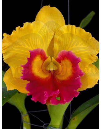 Rhyncholaeliocattleya Louise Stevenson