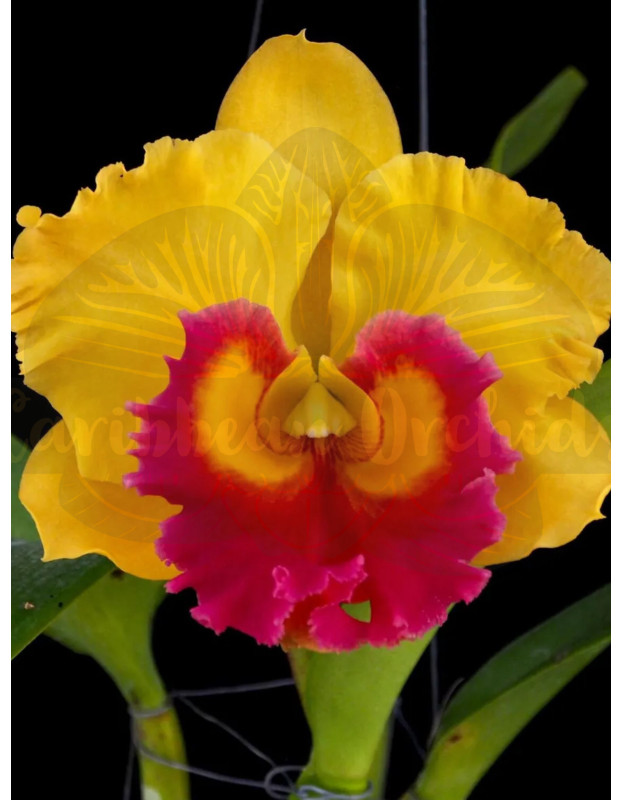 Rhyncholaeliocattleya Louise Stevenson