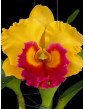 Rhyncholaeliocattleya...