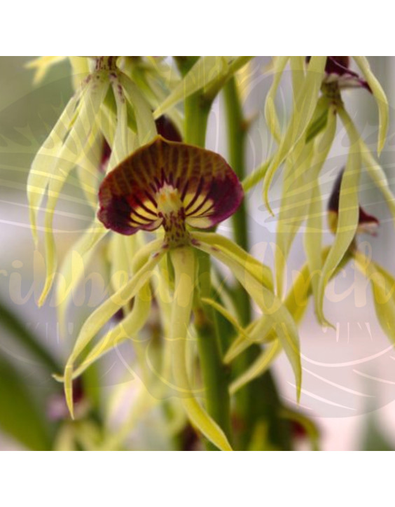 Prosthechea cochleata