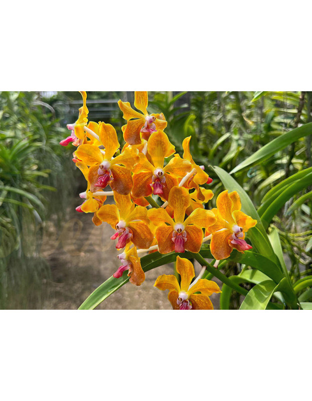 Vanda M.V. Tannins