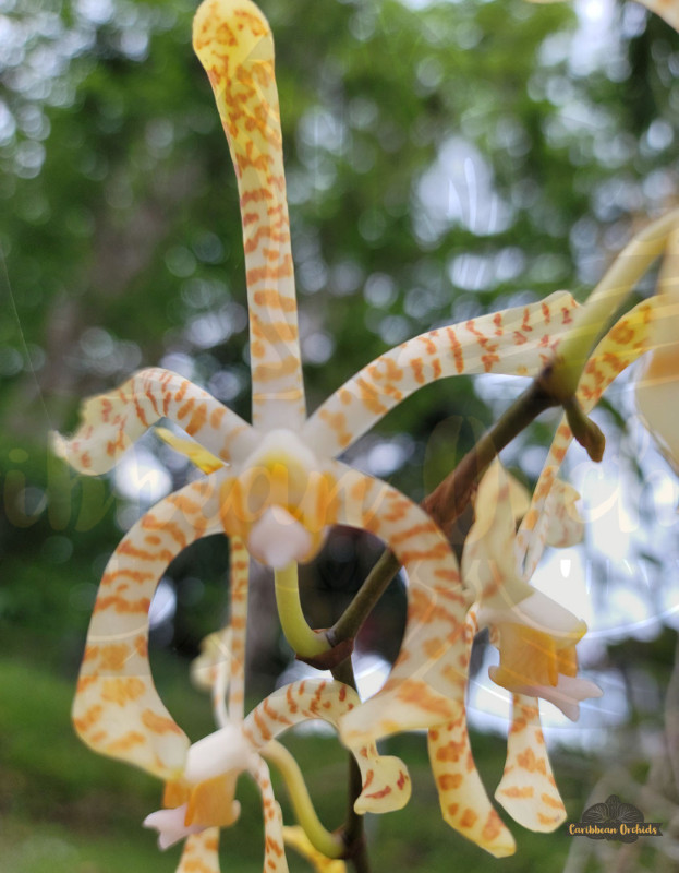 Arachnis Maggie Oei “Yellow Ribbon” (Cutting)