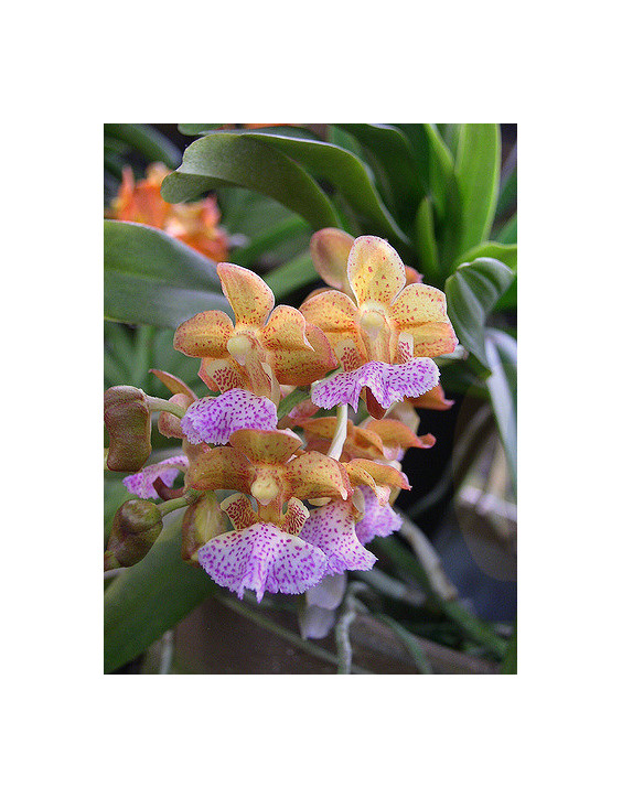 Aerides flabellata  (Hybrids) - caribi.us