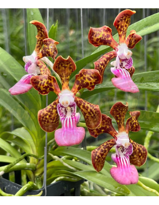 Papilionanda Jairak Fragrance