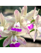 Cattleya Jairak Cute