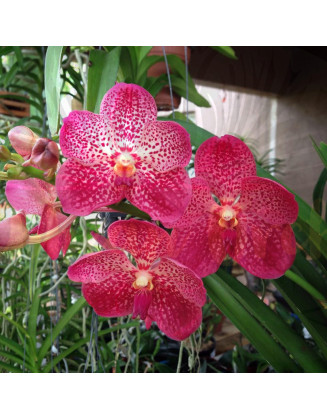 copia de Vanda Uraiwan Belle