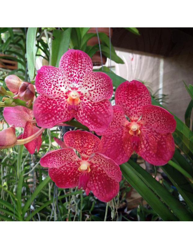 Vanda Jairak Redden