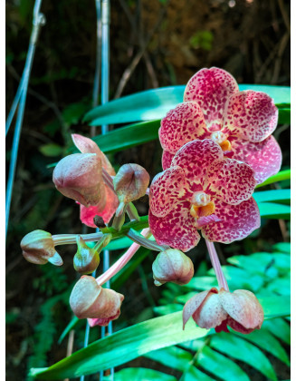 Vanda Jairak Redden