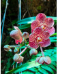 Vanda Jairak Redden