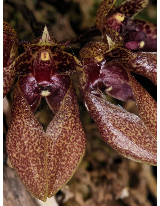 Orchid Catalog Caribbean Orchids