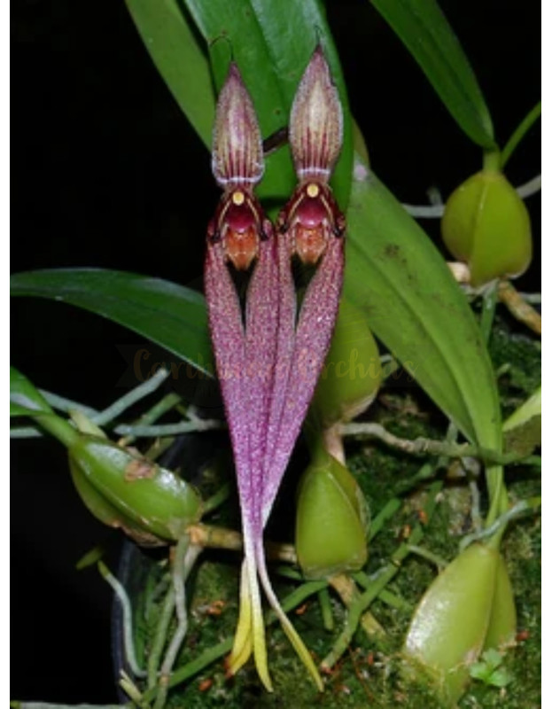 Bulb. biflorum