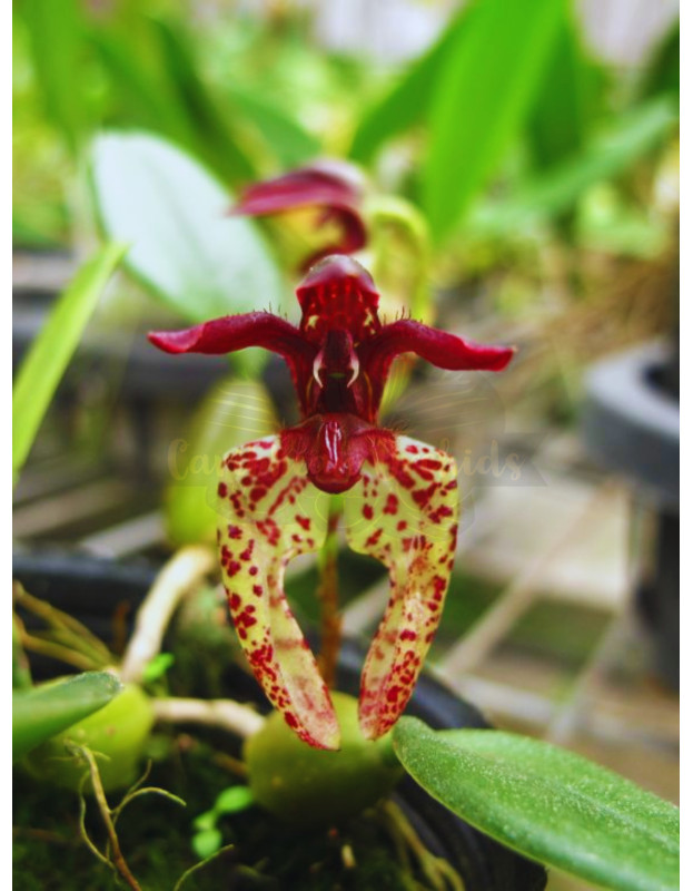 Bulb. lasiochilum 'FX's Red Imp'