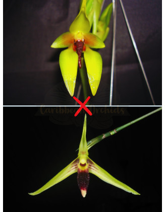 Bulb. septemtrionale x...