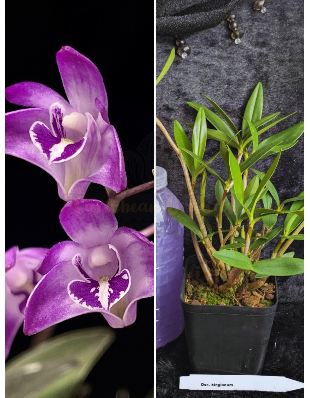 Photo of the actual plant  Den. kingianum you will get.