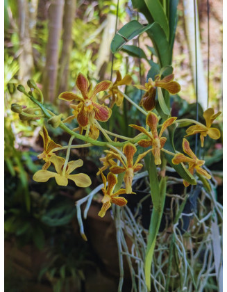 Vanda lamellata x limbata