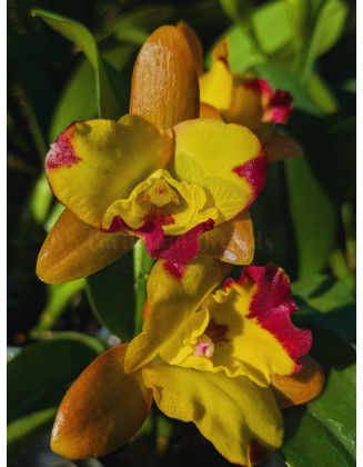 Rth_Chomyong_Fairy_mejor_lugar_comprar_orquideas_puerto_rico_caribbean_orchids