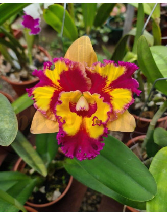 Blc.Rungnapha Fancy Welcome