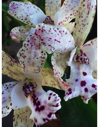 Cattleya Jairak Cosmos