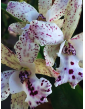 Cattleya Jairak Cosmos