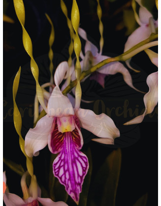 Den. Stratiotes x sib
