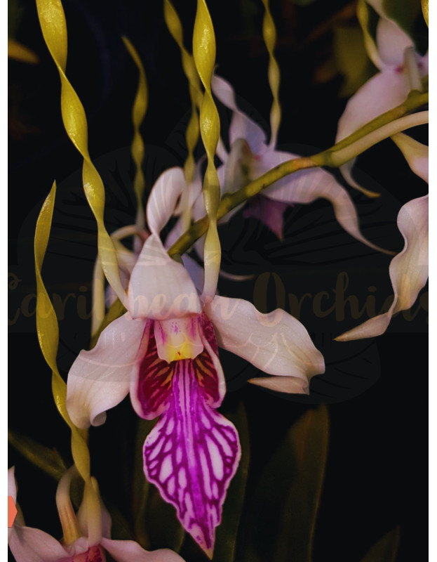 Den. Stratiotes x sib