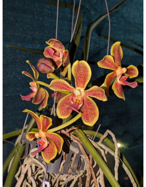 Paraphalaenopsis labukensis