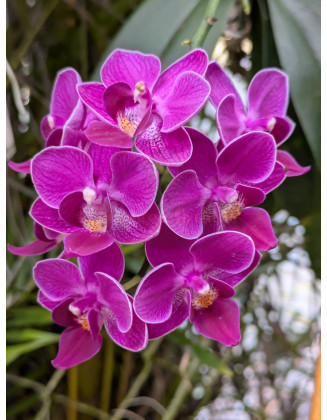 Phalaenopsis Power Grower Pack Fertilizer