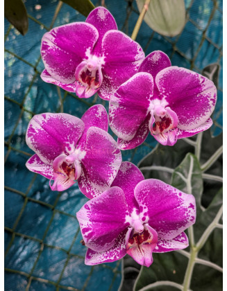 Phalaenopsis Power Grower Pack Fertilizer
