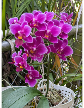 Phalaenopsis Power Grower Pack Fertilizer