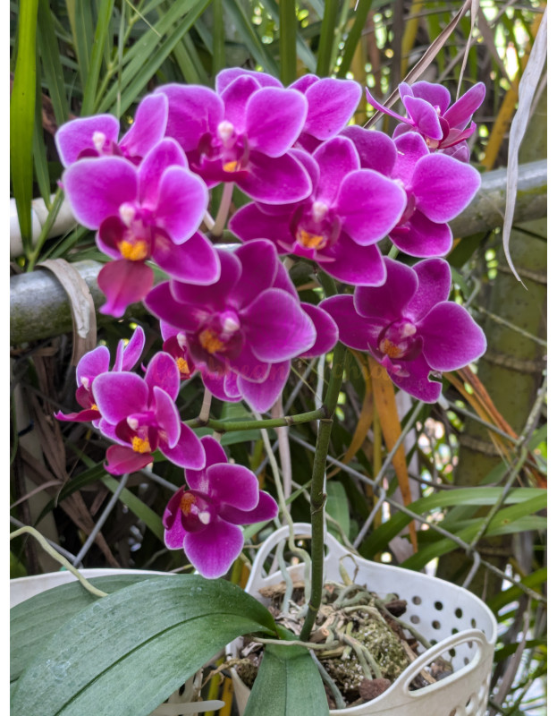Phalaenopsis Power Grower Pack