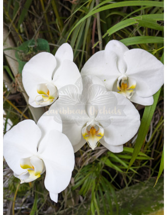 Phalaenopsis Power Grower Pack Fertilizer
